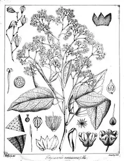 Drawing of Pityranthe verrucosa