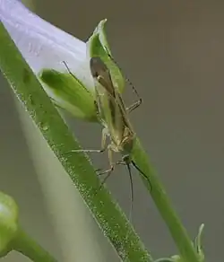 Plagiognathus longipennis, Arizona