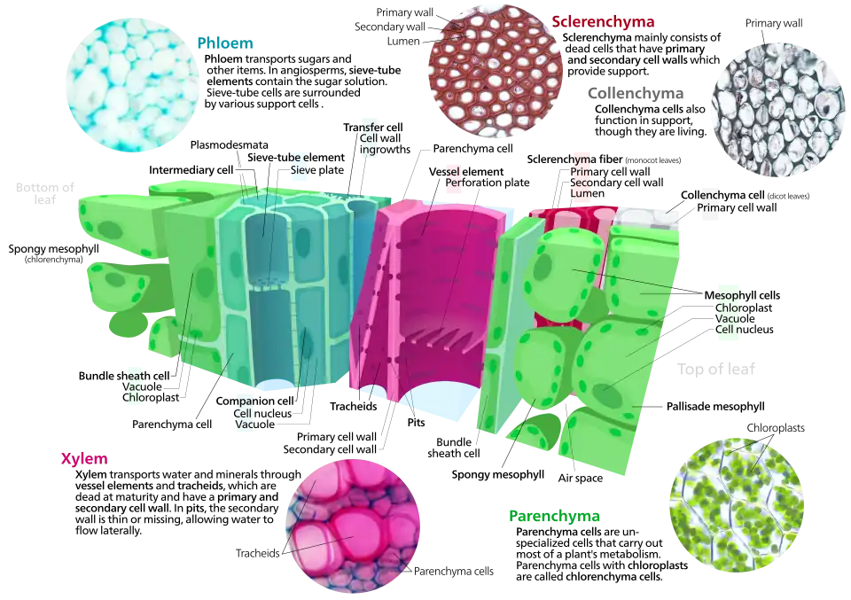 Cross section of a leaf showing parts of a vascular bundle
