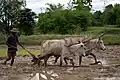 Yoke on bullock used for ploughing, India