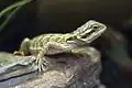 Pogona infant
