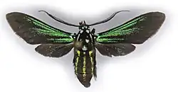 Full body image of the Poliopastea vittata