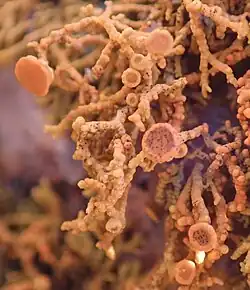 light reddish, multiply branched structure with variably sized circular discs at the ends of some branches