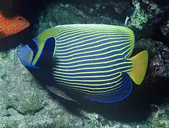 The Emperor angelfish feeds on coral and sponges.