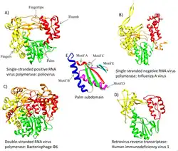 Ribbon diagrams of the RNA polymerases of four distantly-related ribovirians.