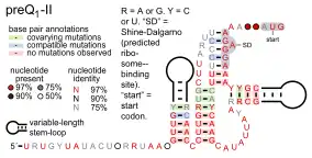 PreQ1-II riboswitch: Secondary structure for the riboswitch marked up by sequence conservation. Family RF01054.