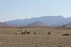 A pronghorn herd standing in front of the Magdalena Mountains. Photo courtesy of Josh Hicks.