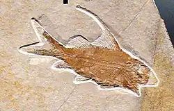 The Jurassic macrosemiid semionotiform Propterus sp.