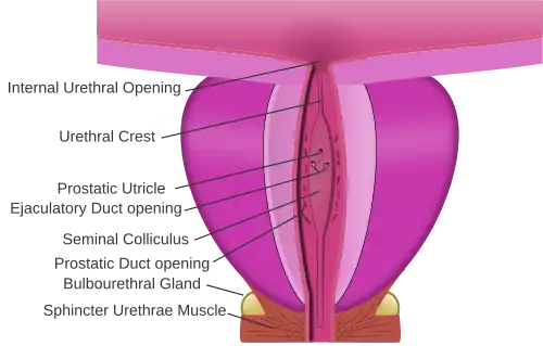 prostatic urethra