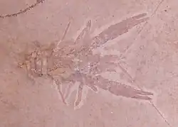 Lobster-like fossil seen from above