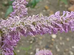 Nearly spent flowers