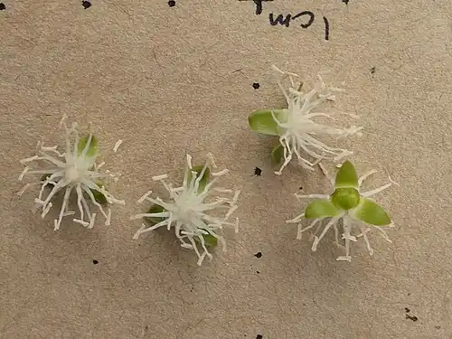 Staminate flowers