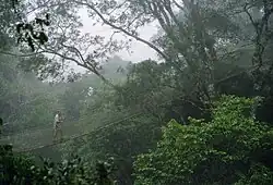 Suspension Bridge in Maynas