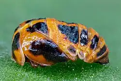 Ladybird pupa
