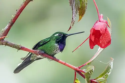 male, Ecuador