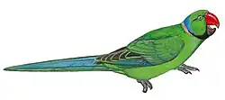 Illustration of a green parrot