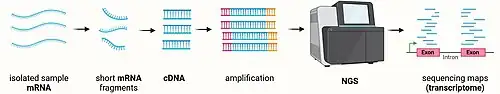 First, cellular mRNA is extracted and fragmented into smaller mRNA sequences, which undergo reverse transcription. The resulting cDNAs are sequenced on a Next Generation Sequencing (NGS) platform. The results of such sequencing allow the generation of transcriptomic sequencing genomic maps.