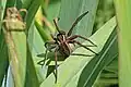Female raft spider carrying egg sac
