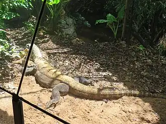 Raja the zoo's Komodo dragon seen behind visitor viewing glass into his exhibit