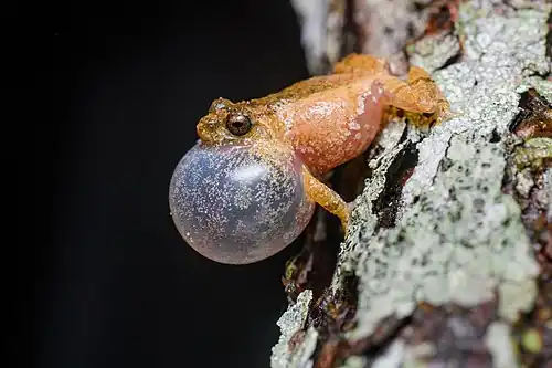 Image 9 Raorchestes parvulus Photograph credit: Rushenb Raorchestes parvulus is a small bush frog native to tropical southeastern Asia. Although the reproductive strategy of this species has not been studied, members of the family typically make a foam nest while mating in vegetation overhanging a stream. They create the foam by beating their legs, and the eggs are deposited into the nest and covered with seminal fluid before the foam hardens into a protective casing. When the eggs hatch, the young push their way out of the nest and fall into the water below. This picture shows a male R. parvulus frog, photographed in Phu Kradueng National Park, Thailand, calling by inflating its vocal sac. More selected pictures