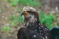 A juvenile bald eagle