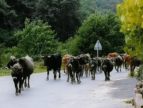 Herd showing various coat colours