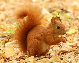 A red squirrel is actually orange.
