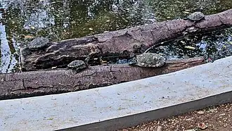 Red-Eared Slider tortoises