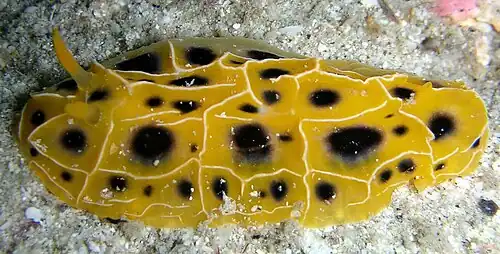 Reticulidia suzanneae