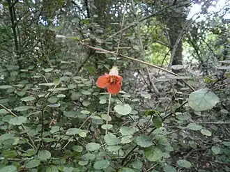 Rhabdothamnus solandri