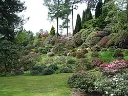 Rhododendron in bloom