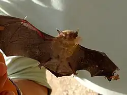 Brown bat