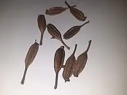 Matured fruits of Rhynchostylis retusa