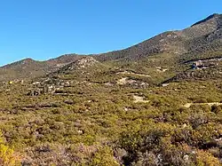 Ribbonwood, California from Pines to Palms trail