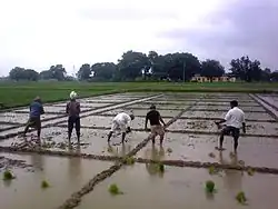 Agriculture Fields of Institute of Agricultural Sciences, BHU