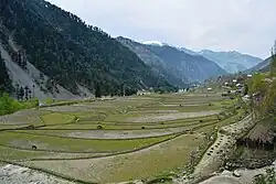 Paddy fields in Leepa c. 2016