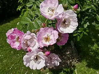 'Blush rambler', 1903