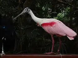 A roseate spoonbill.