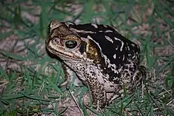 Frog or toad in São Miguel dos Milagres