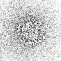 SARS-CoV-2