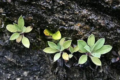 Rosettes on rock