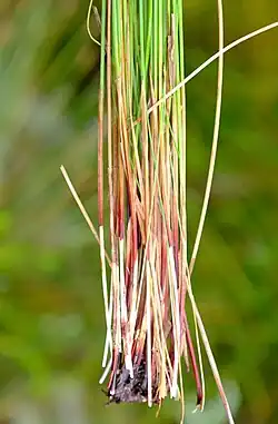 Bases of flowering stems (culms)