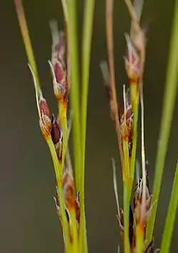 Flowering heads (inflorescences)