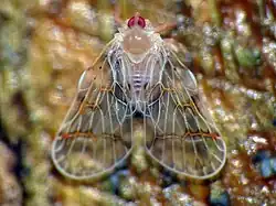 Saccharodite basipunctulata