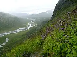 Alpine flowers in Sarek National Park