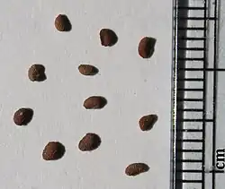 Seeds