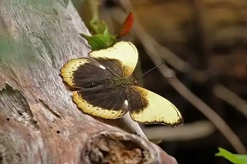 C. f. fumana male Kakum National Park, Ghana