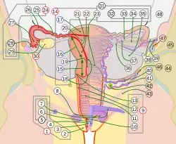 Female reproductive system numbered parts