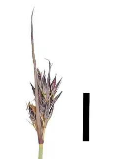 Flowering head (black scale bar represents 10 mm)