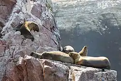 A group of sea lions rest in the Ballestas Islands, Peru
